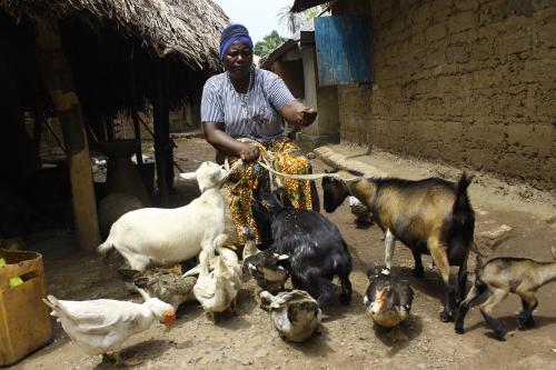 Isatu Feeding her Live stock