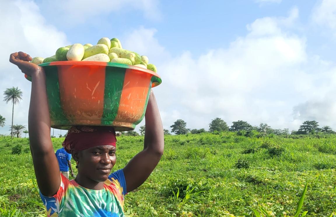 Farmer carrying a basket of freshly harvested produce across a green agricultural field.